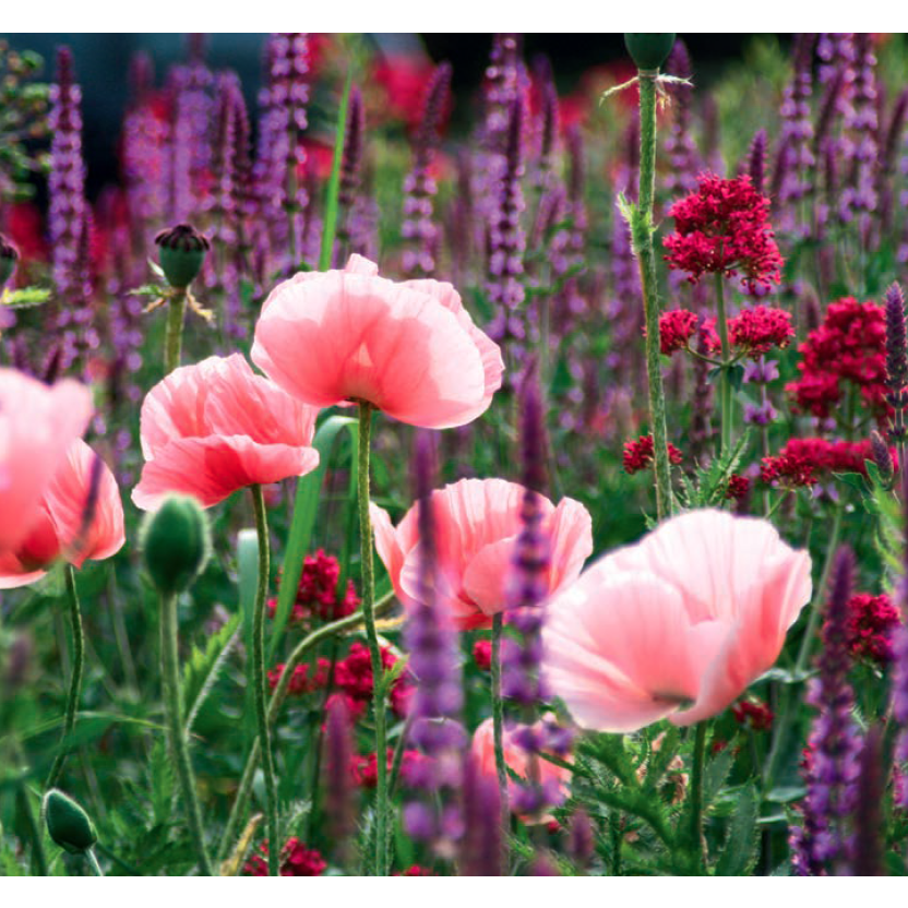 Stauder i haven. Designideer til evigt blomstrende bede