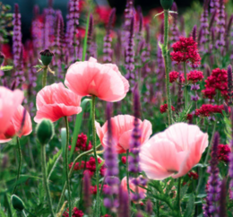 Stauder i haven. Designideer til evigt blomstrende bede