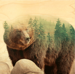  Brown bear forest woodland nature double exposure poster art print