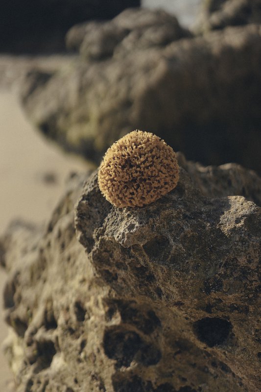 CALYPSO GYLDNE HONEYCOMB BODY HAVSVAMP - KALYMNOS