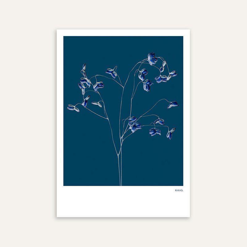 Gräser 01 - Blau, Postkarte