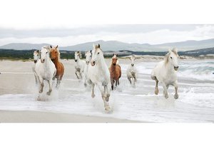 Painting Wild horses 40x80cm