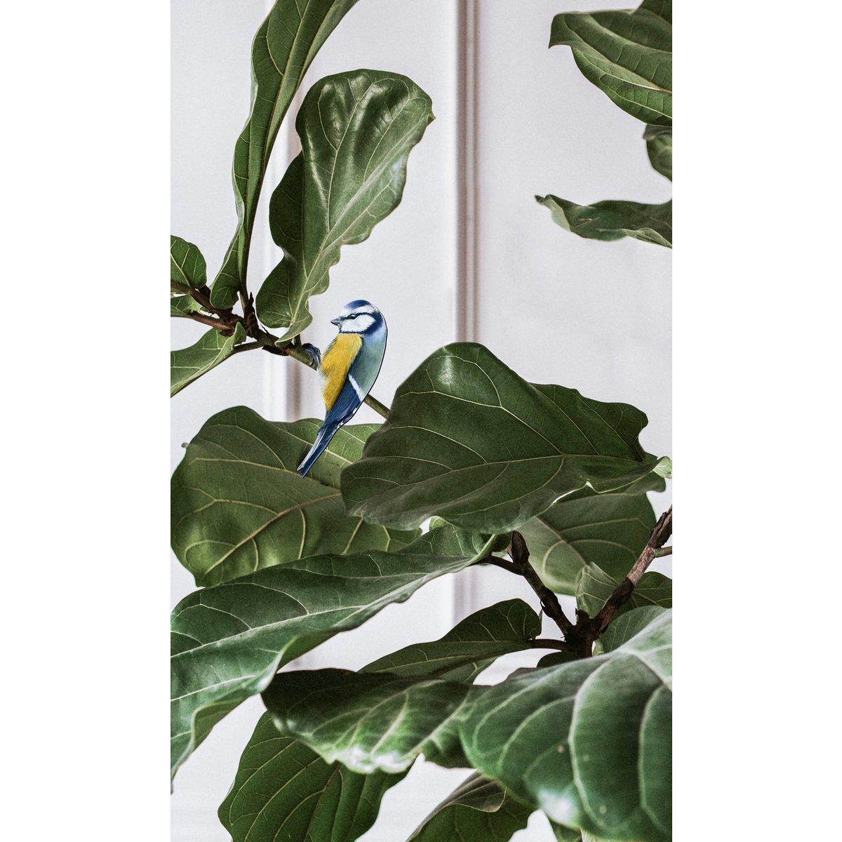 Cintre de pot de plante de mésange bleue