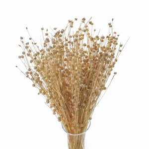 35 stems Dried Linen Bleached