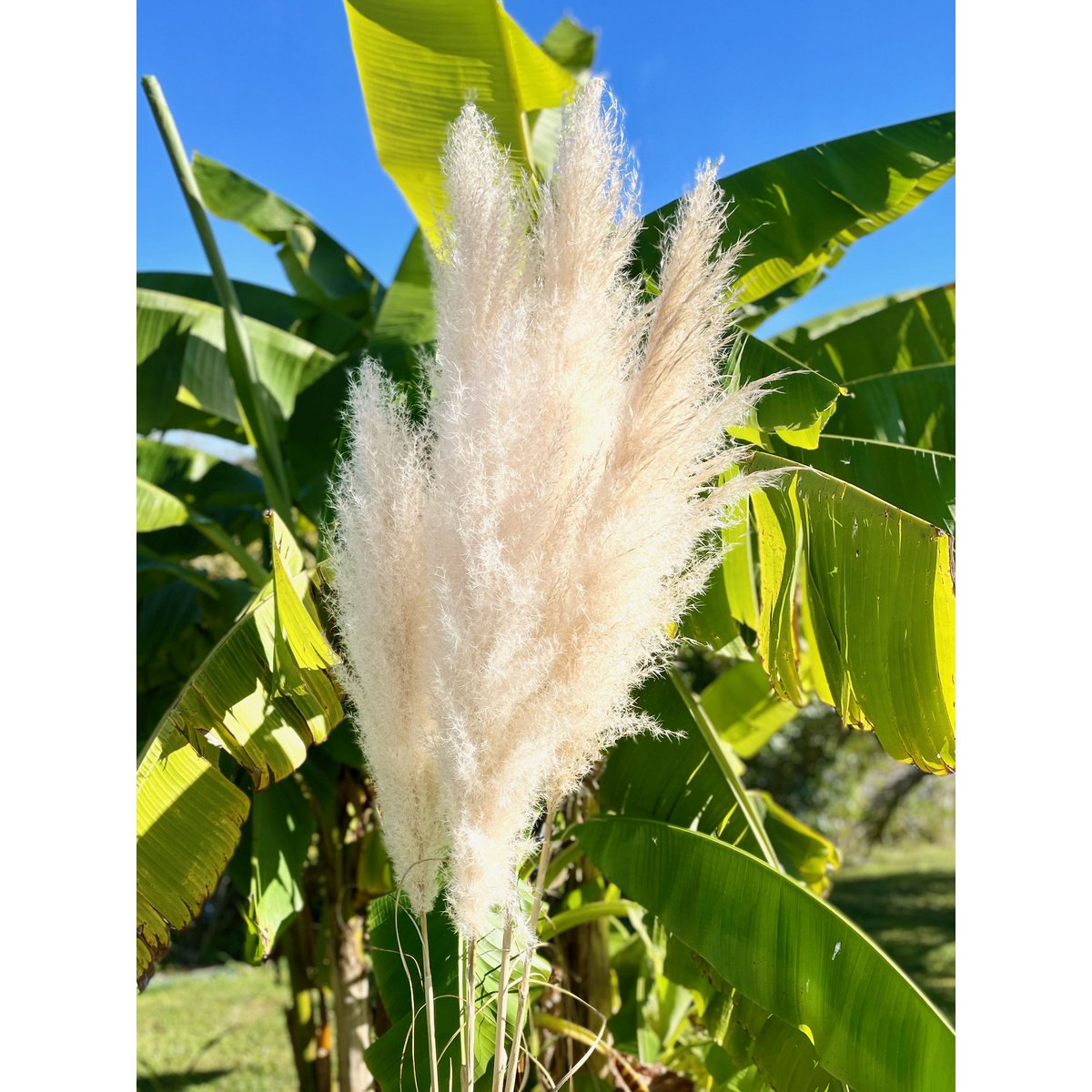 Pastos Naturales De La Pampa X10