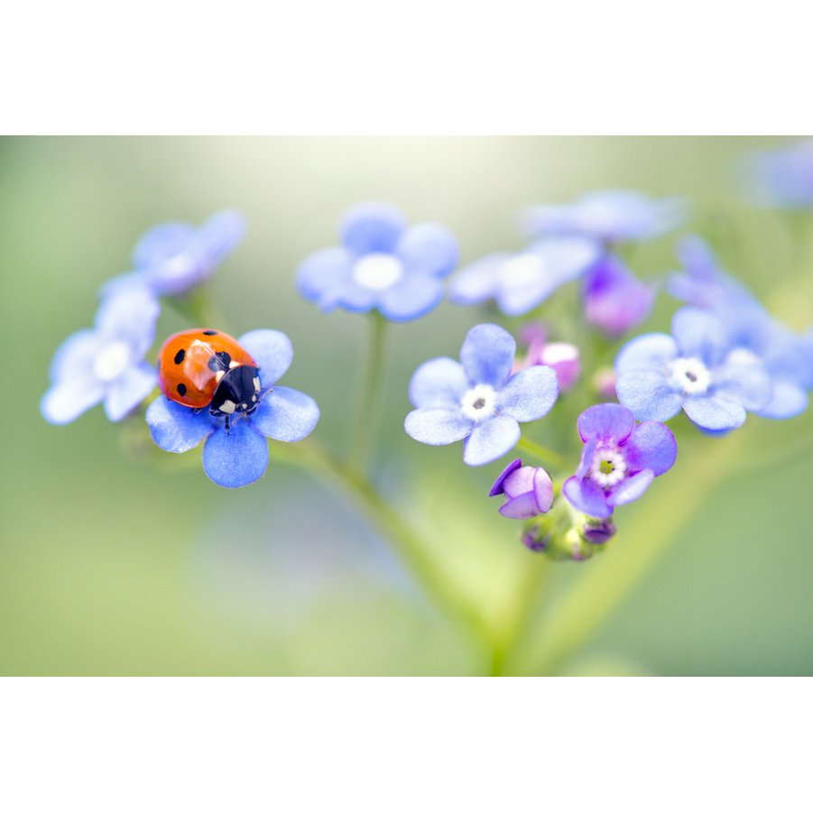 Let it Grow Nursery Garden - Forget me nots