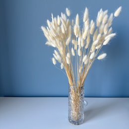 Gebleekte konijnenstaarten (Lagurus) 50g