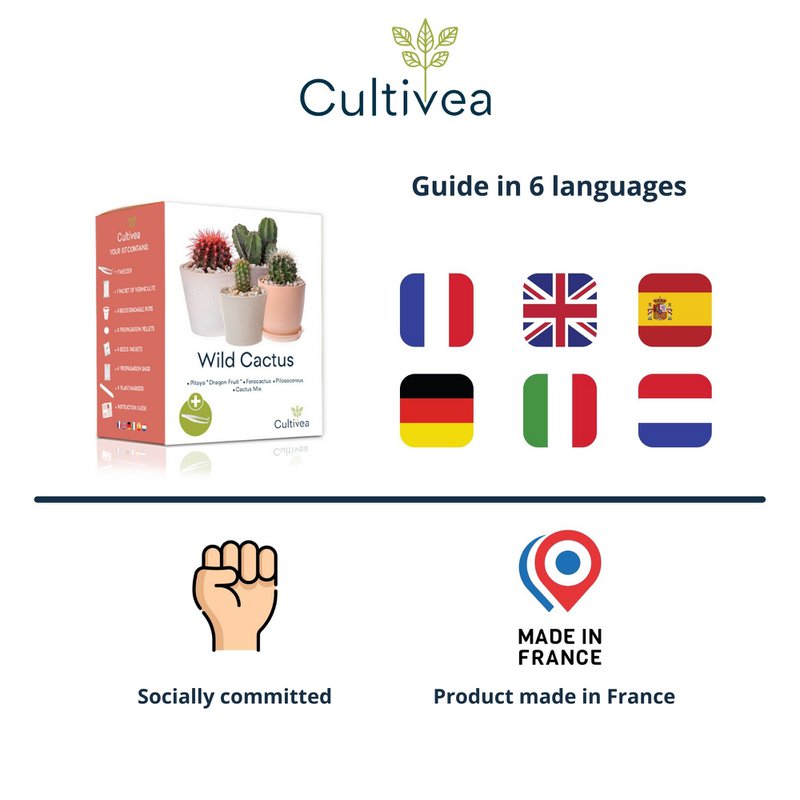 CULTIVEA® Mini Ready to Grow Cactus Kit - Have og dekoration - Gaveidé (Pitaya "Dragon Fruit", Ferocactus, Pilosocereus og Cactus Mix) - Made In France - DIY