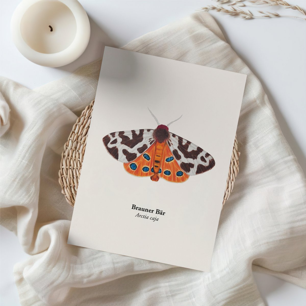 Postkarte Nachtfalter – Brauner Bär (Arctia caja), Miniprint A6