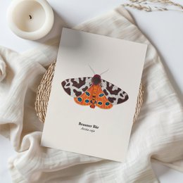 Postcard Nachtfalter - Brauner Bär (Arctia Caja), Miniprint A6