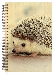 CUADERNO TAPA MADERA / ERIZO