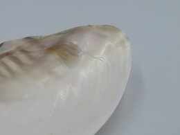 Mother-of-pearl shell - Kupang 23-24 cm