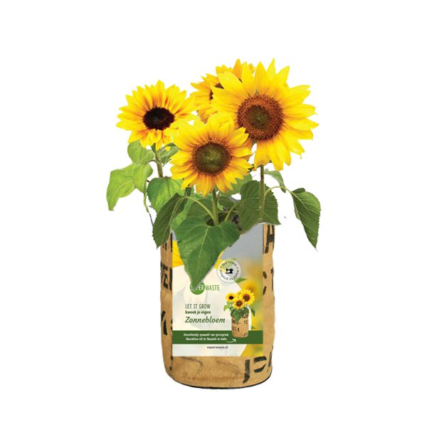 Let It Grow Grow Garden - Sunflowers