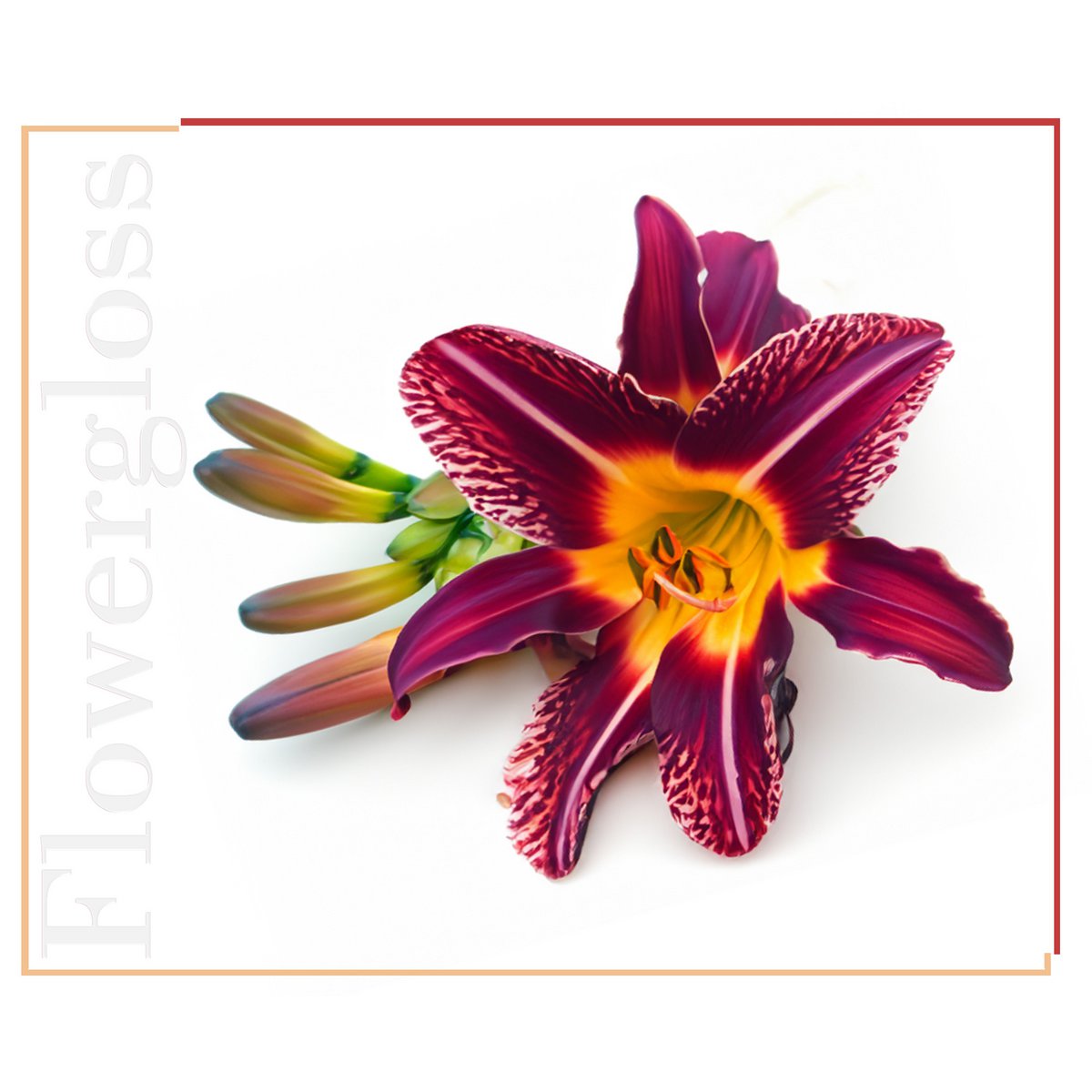 Flowergloss FG11 Lily | made from fruit and vegetables 💚 Vegan without titanium dioxide “NEW”