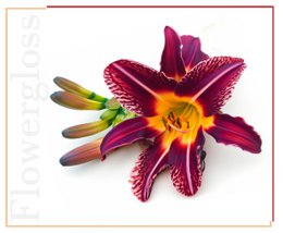 Flowergloss FG11 Lily | made from fruit and vegetables 💚 Vegan without titanium dioxide “NEW”