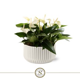 Madeira White Met Table Eclyps