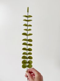 Følte blomster eukalyptus mellemgrøn