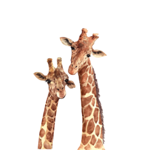 Billie und Rose – Giraffen-Wandaufkleber