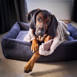 COZY Kuscheldecke für Hunde