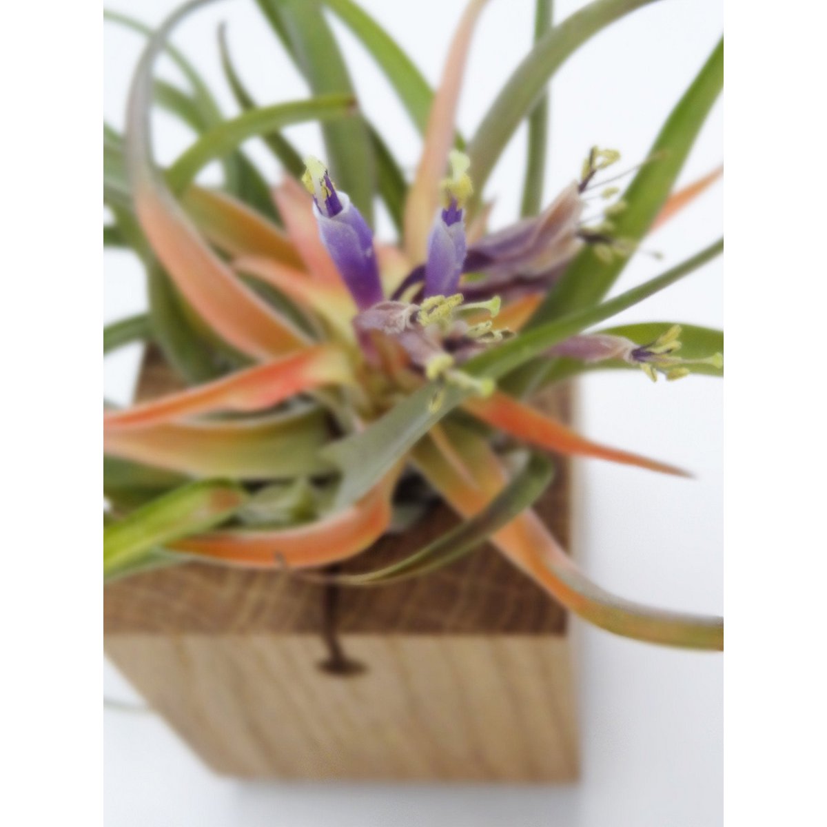 Tillandsia Abdita
