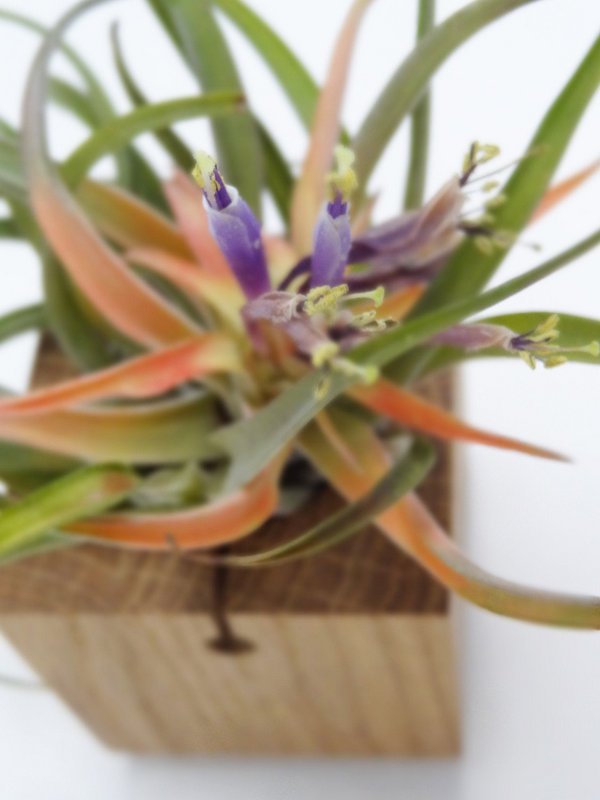 Tillandsia Abdita