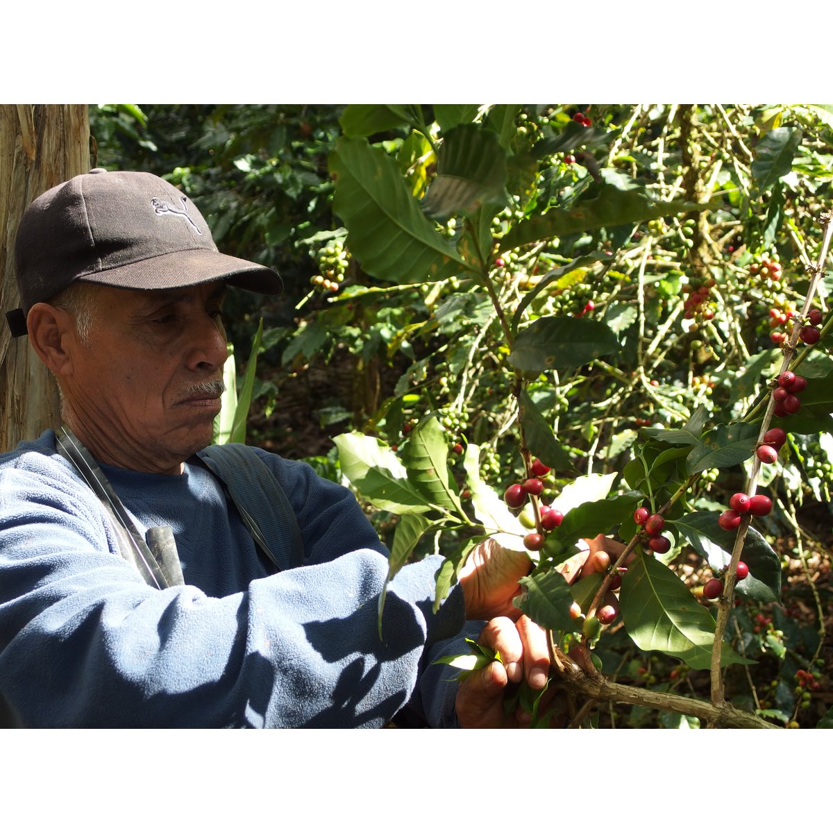 Espresso for Future (bio), 1kg, grains entiers