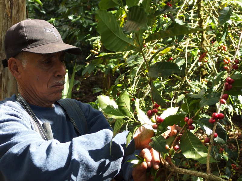 Espresso for Future (orgánico), 1 kg, granos enteros