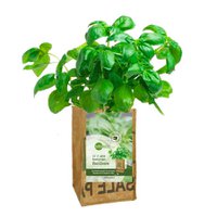 Let It Grow Grow Garden - Basil