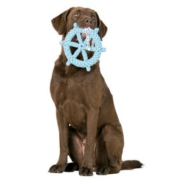 Skipper - juguete de culto para perros