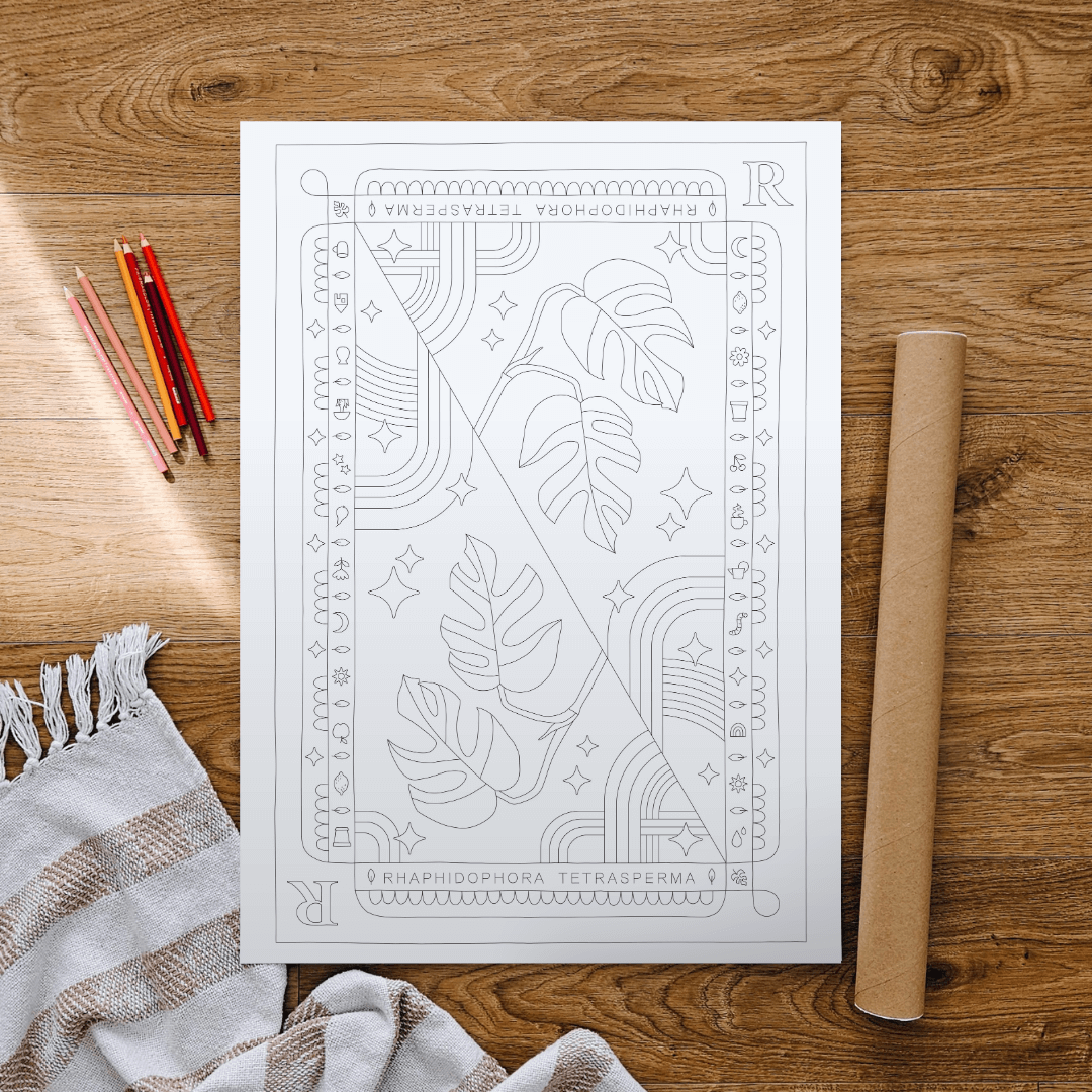 Rhaphidophora Tetrasperma Coloring Poster 50x70 cm