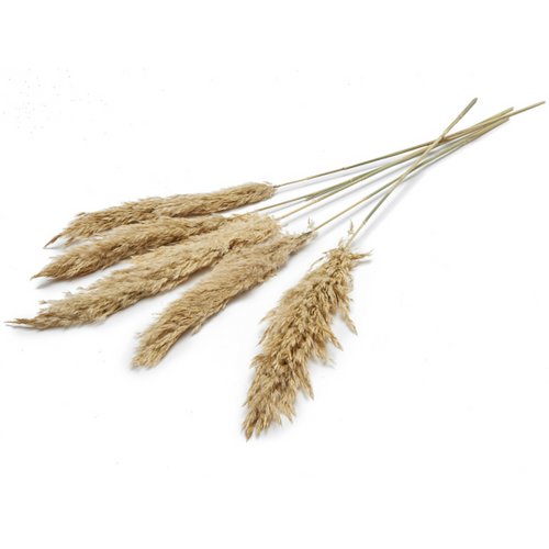 Pampas grass, 6 pieces / bunch, 70cm, beige