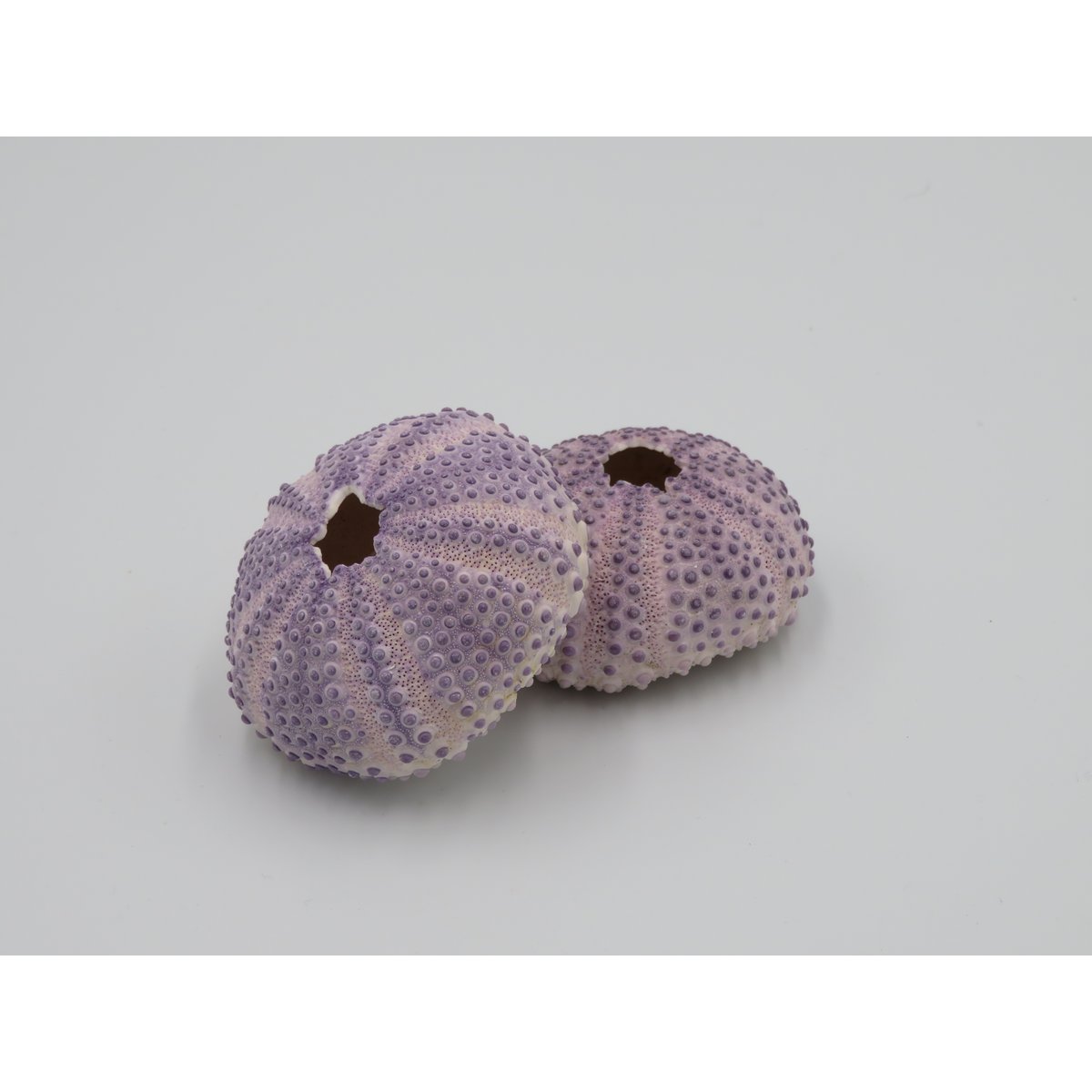 Sea urchin house - Bulu Babi Purple