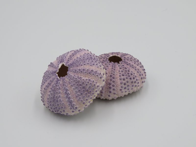 Sea urchin house - Bulu Babi Purple