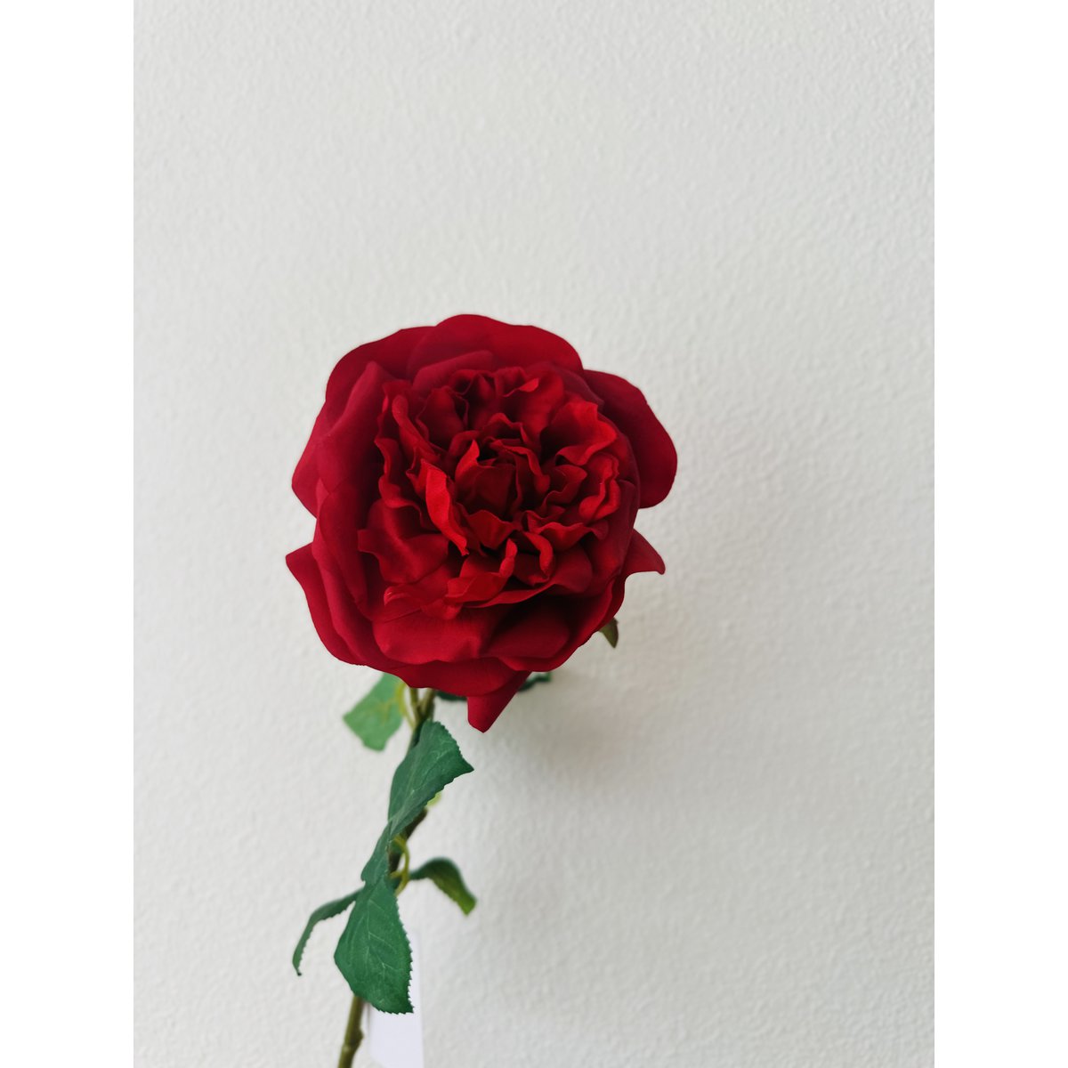 QMF Mano Toque Rosa 65cm 1PCS rojo