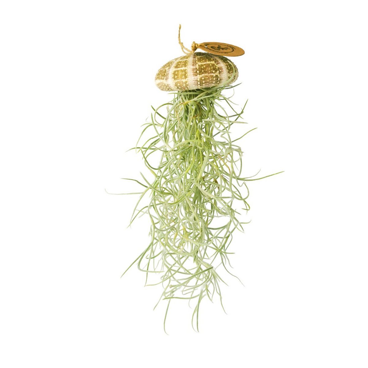 Air Plant-Anhänger-Sea-Regent