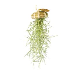 A hanging sea urchin-shaped planter holding a green Tillandsia air plant. The planter has a metallic gold finish.