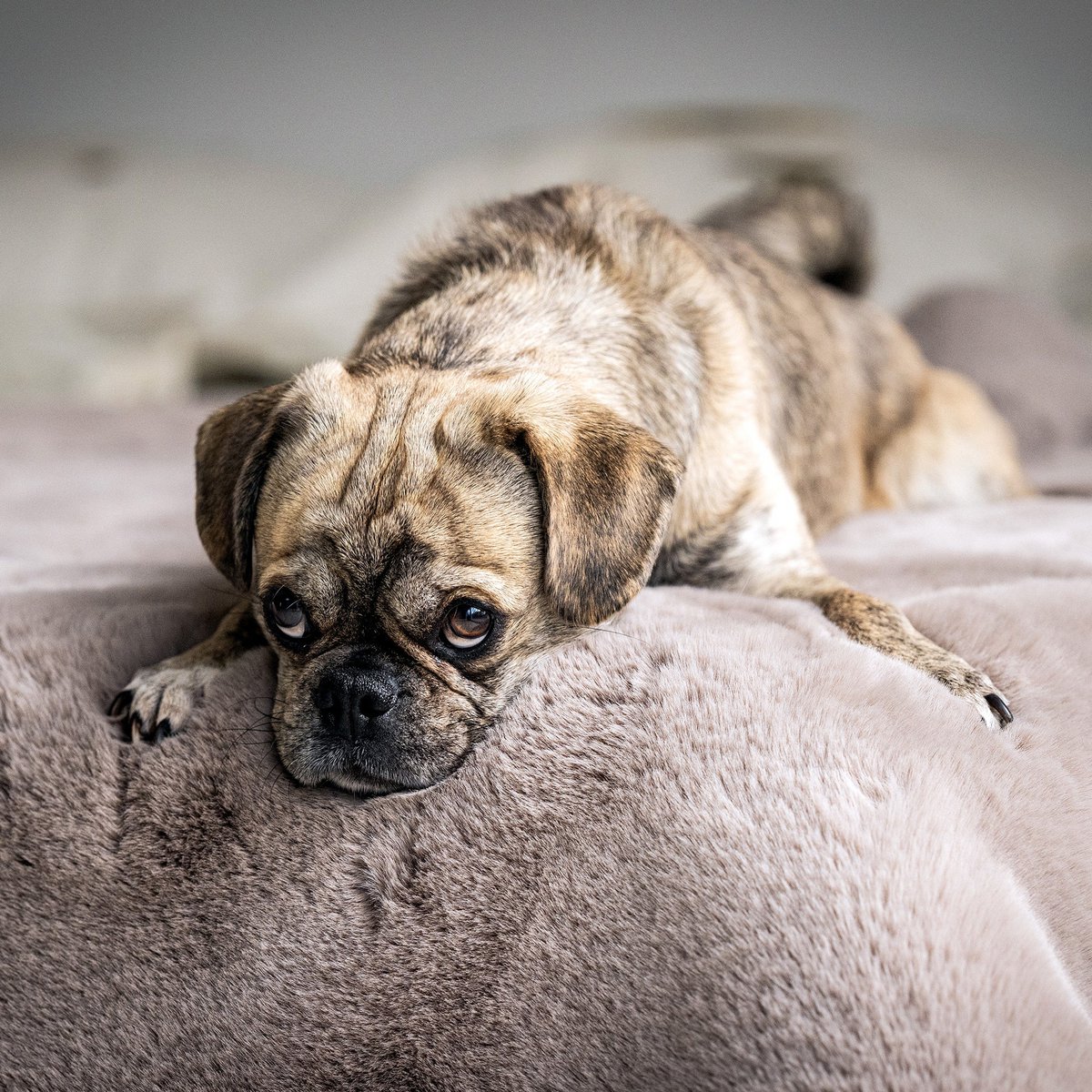 SOFT AFFAIR knuffeldeken voor honden