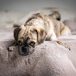 SOFT AFFAIR knuffeldeken voor honden