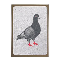 A gray pigeon with red feet standing on a white background. The pigeon is the main focus of the image.