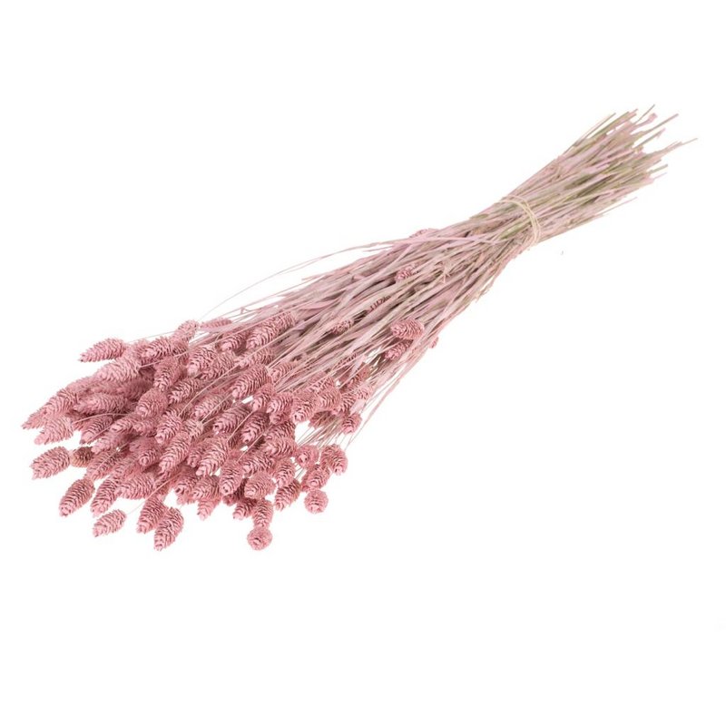 Phalaris getrocknet, ca. 150g, 60-70cm, rosa gekalkt