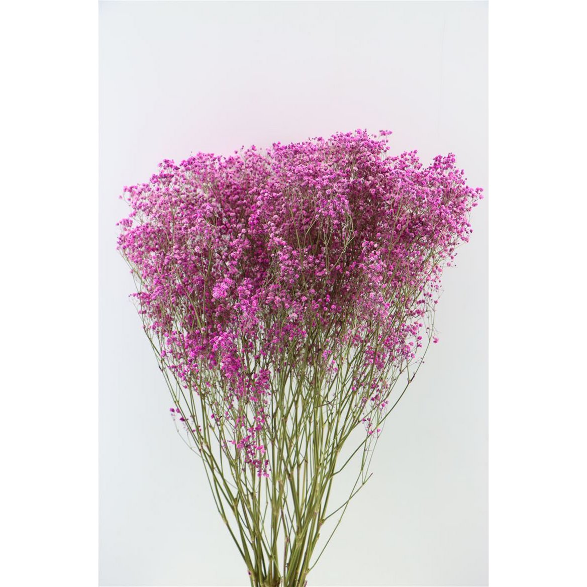 Gypsophila - Gypsophila - rosa - 70 cm - getrocknete Blüten
