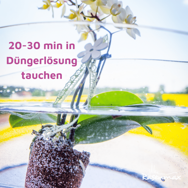 Rasenmax Orchideendünger Tabs - 20 Stück