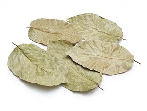 Leaves "Sal," 50 pieces, 15cm, natural green