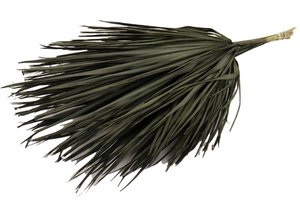 Chamerops Blätter, 10 Stk., 80cm, schwarz