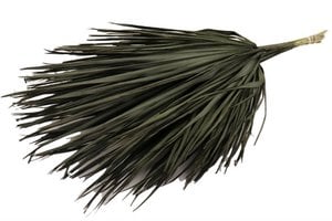 Chamerops Blätter, 10 Stk., 80cm, schwarz