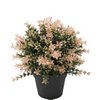 Künstliche Pflanze Buxus Pink 22 cm UV