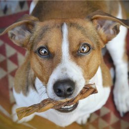 Snack pour chien Lucky Streaks 5 pièces. x25