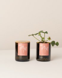  A set of two small, cylindrical planters in a pink and black color scheme, containing a small strawberry plant with green leaves.