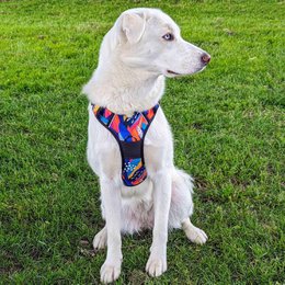 Panache Comfort Y Harness