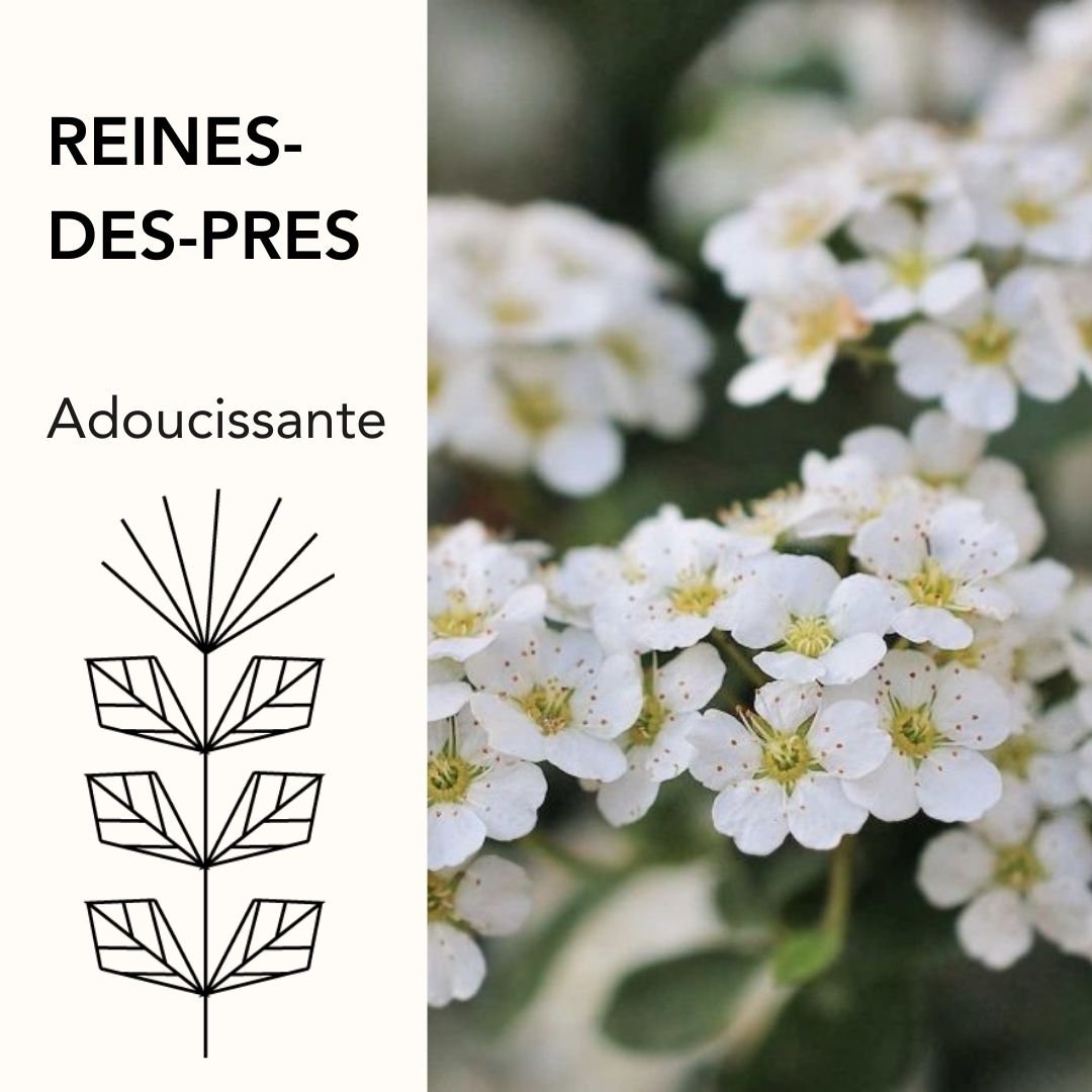 Fragrance-Free Moisturizing Body Milk – Meadowsweet*